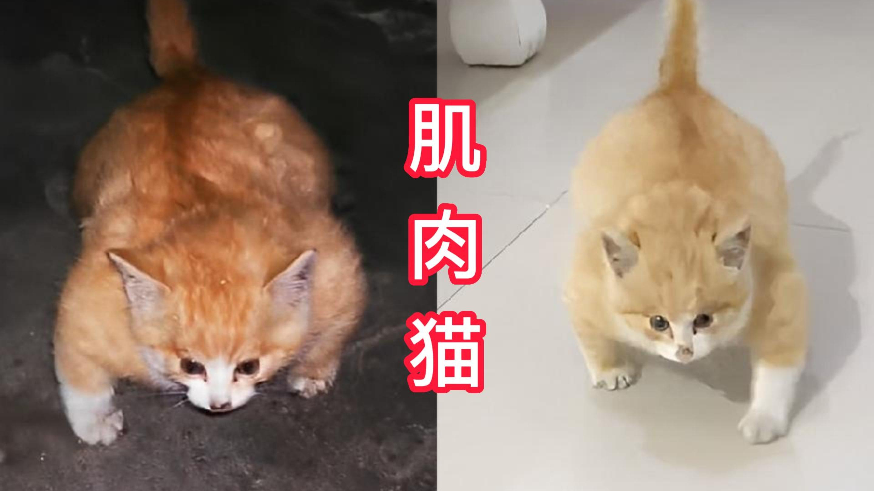 拥有一身“腱子肉”的猫咪,它经历了啥?