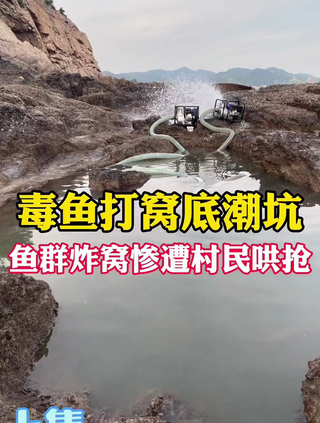 毒鱼打窝底潮坑竟引来八爪鱼吊打美国红鱼