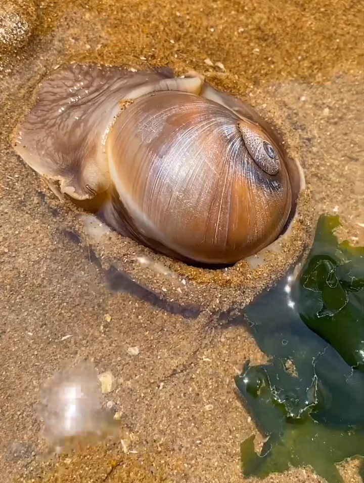 沙滩上发现一只猫眼螺,户外赶海