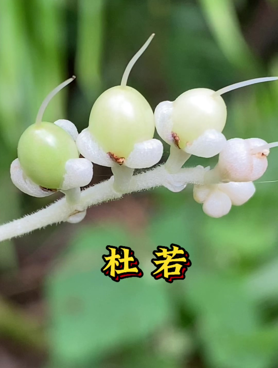 它就是杜若了,它就像一个从诗篇里走出的美人,非常的漂亮!