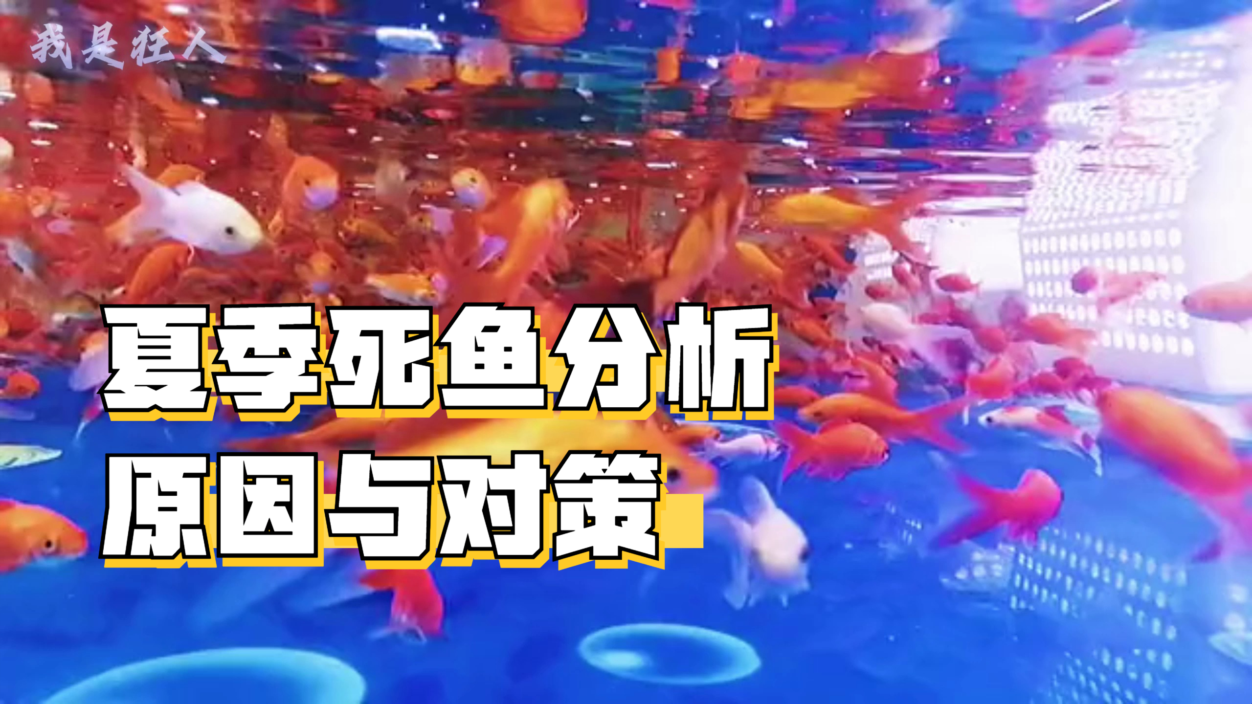 夏季高温频繁死鱼:原因与应对策略
