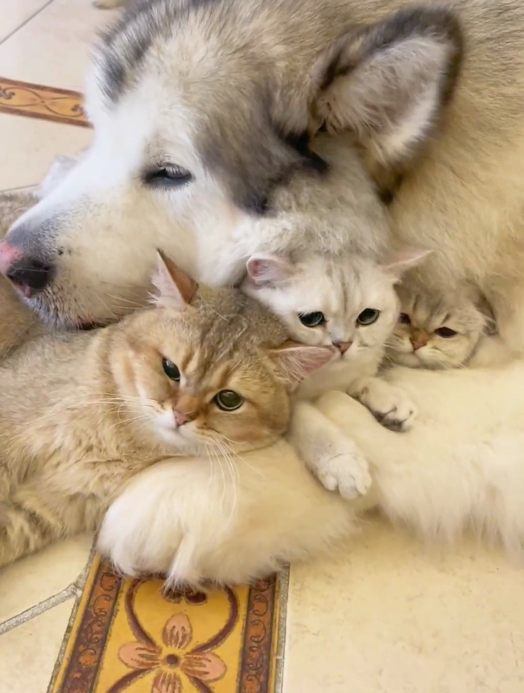 当猫和狗一起长大会发生什么