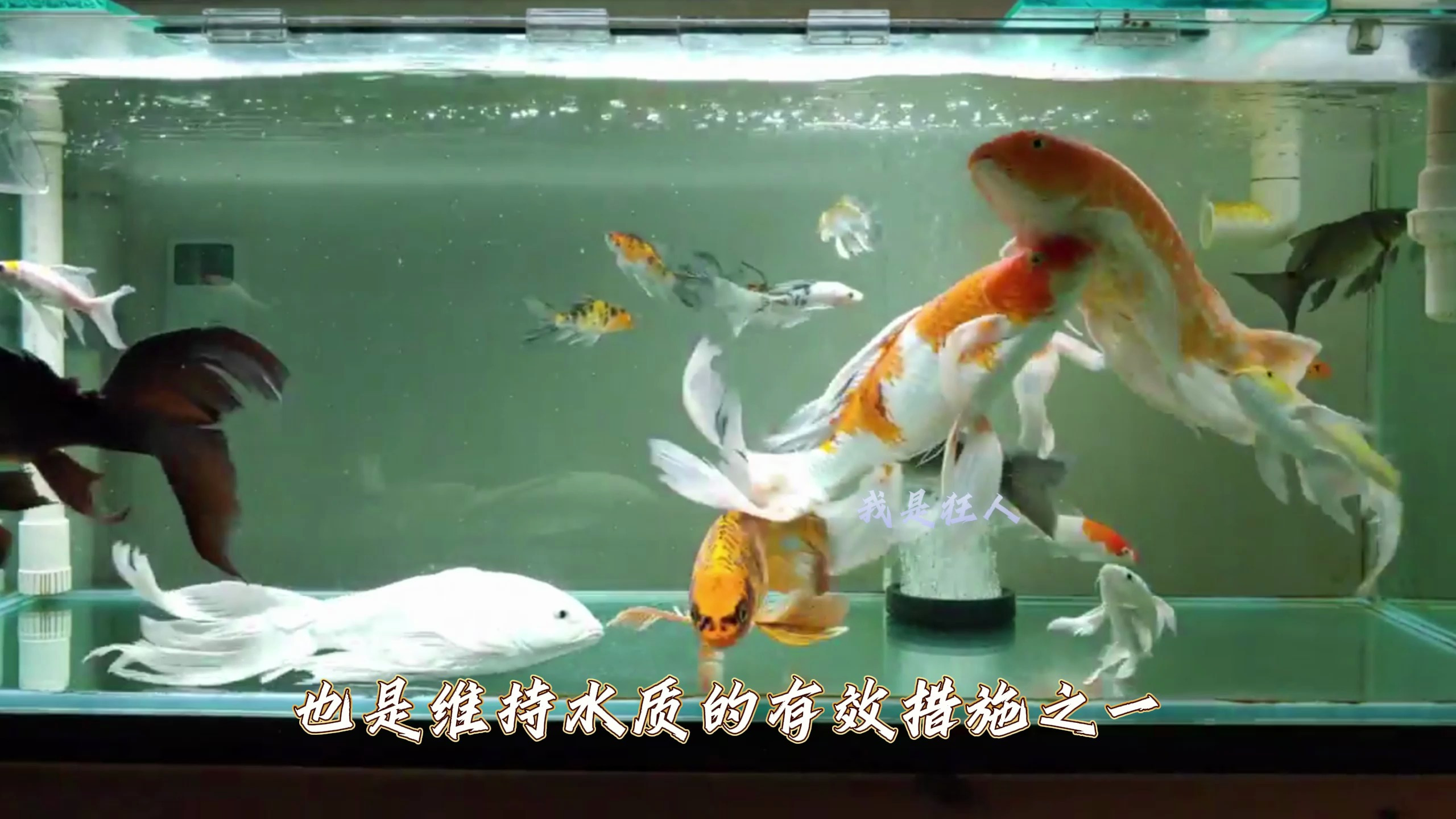 解密鱼缸缺氧的危害!观赏鱼健康水质大受影响