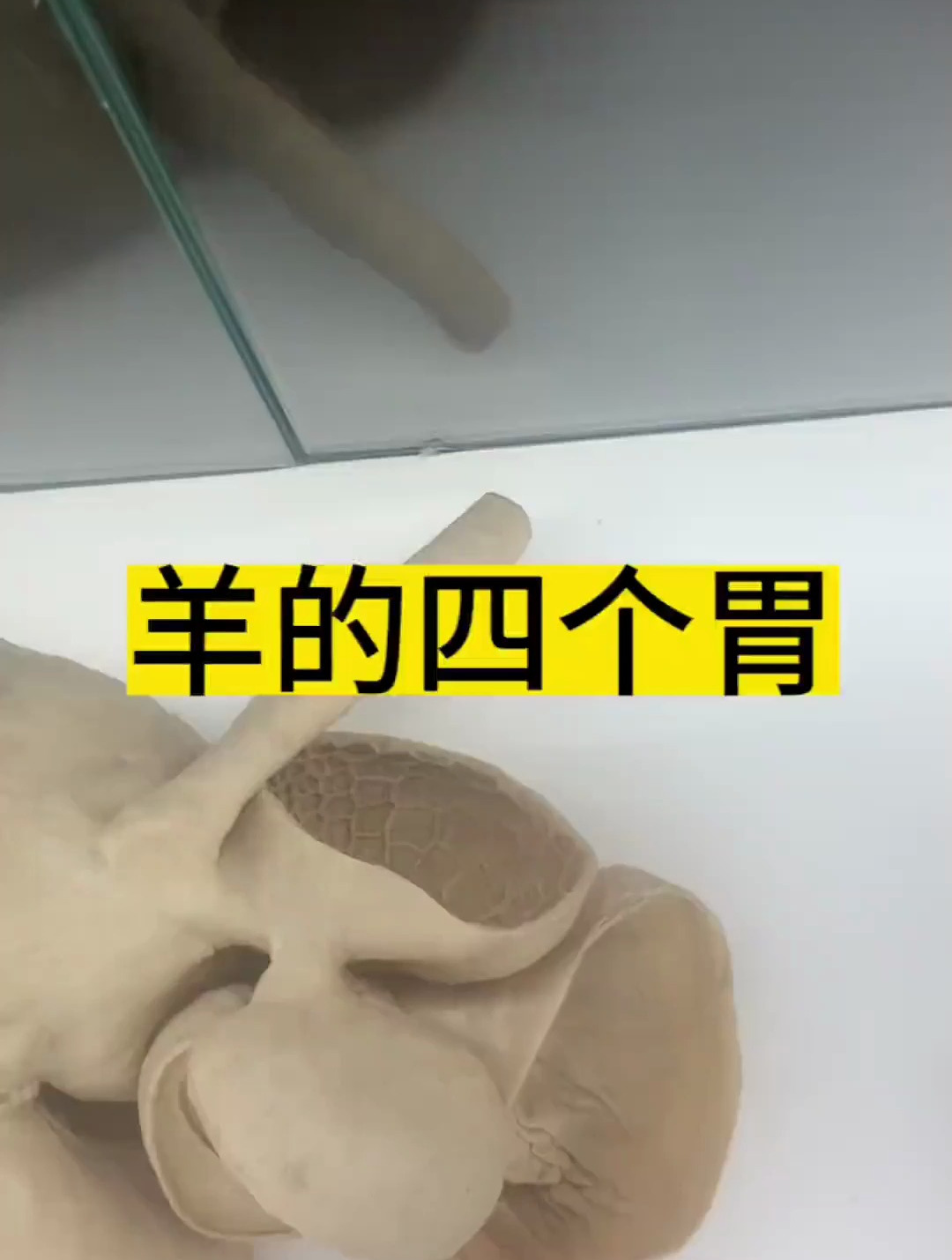 动物羊的四个胃,猜猜平时我们吃的毛肚是第几个胃呢?-度小视