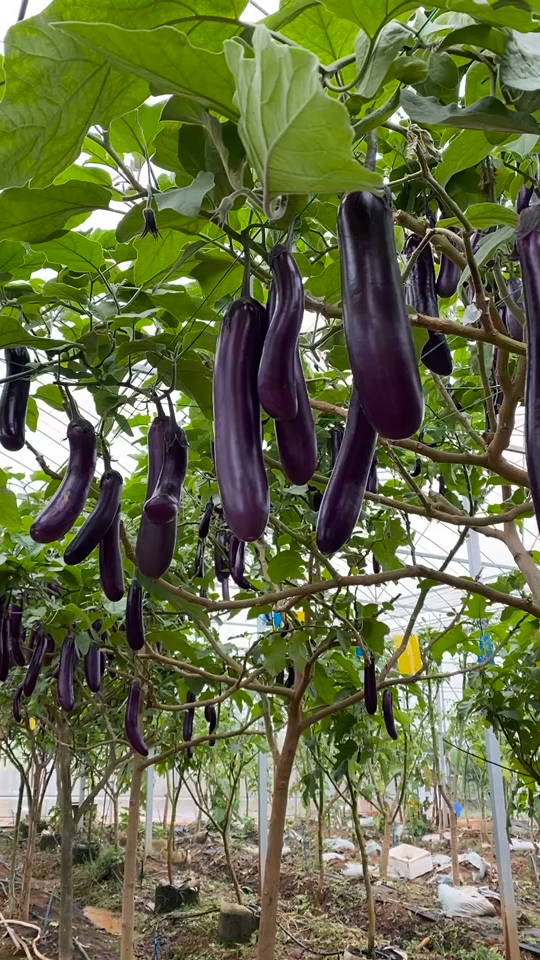 来见识一下茄子树吧!