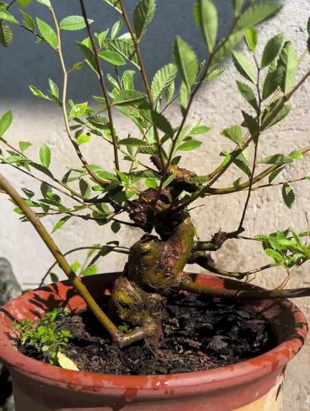 利用老枝条扦插成活的一棵榆树,盆景制作技巧-度小视