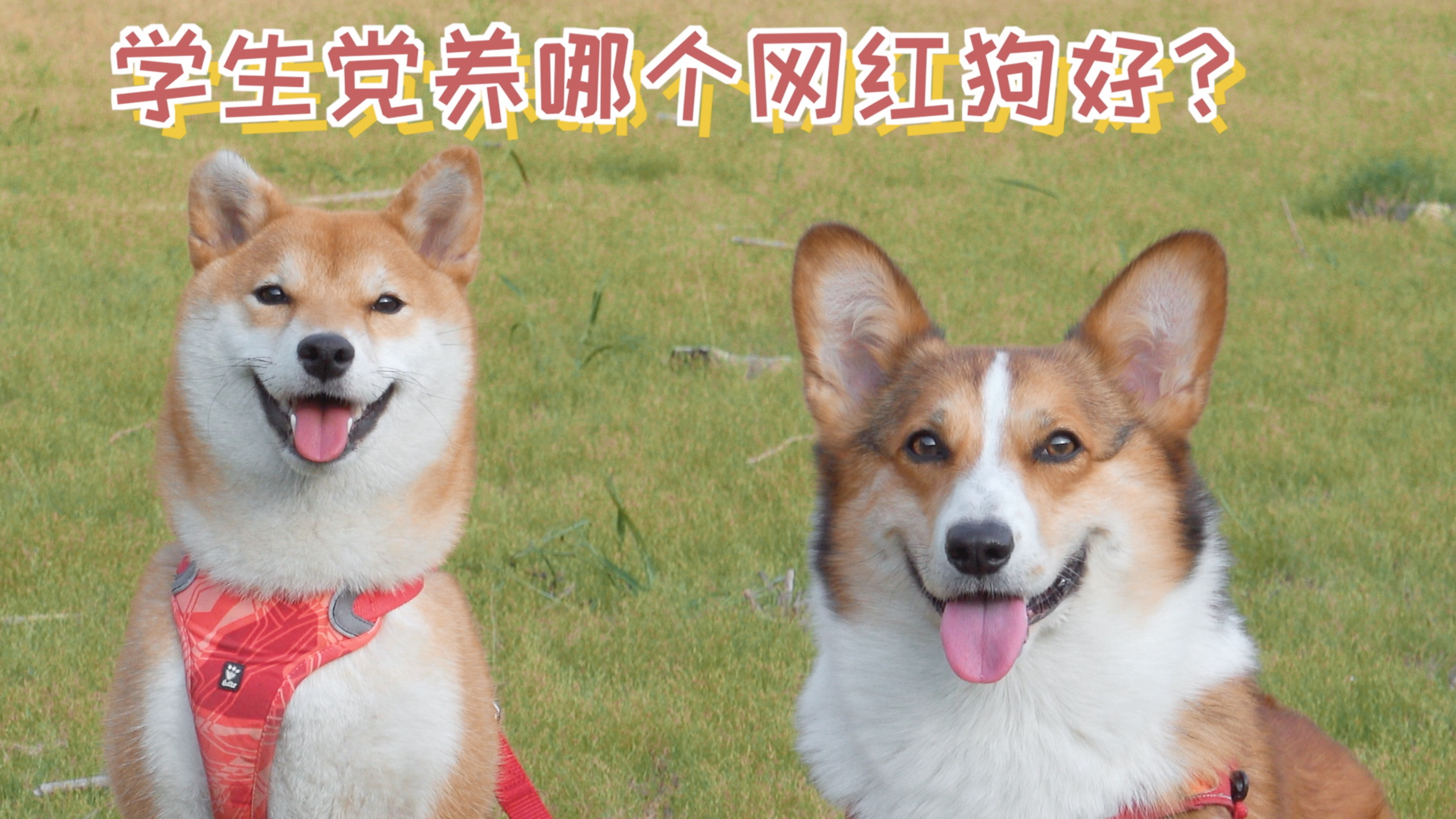 学生党养哪种网红狗好?