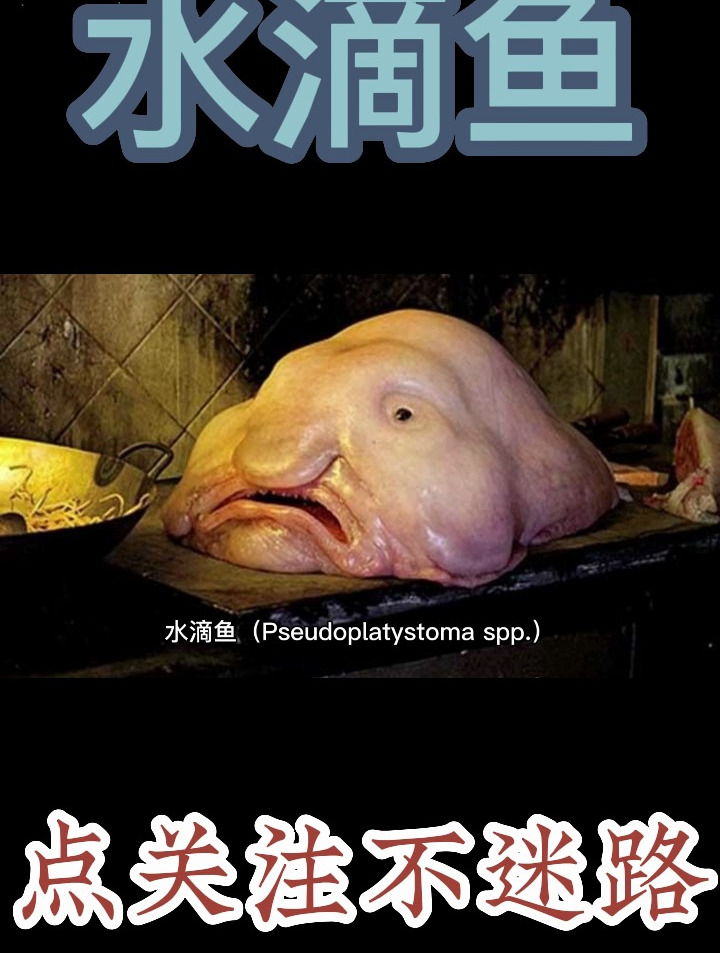 全世界最忧伤的水滴鱼,为什么长着一张哭丧的脸呢