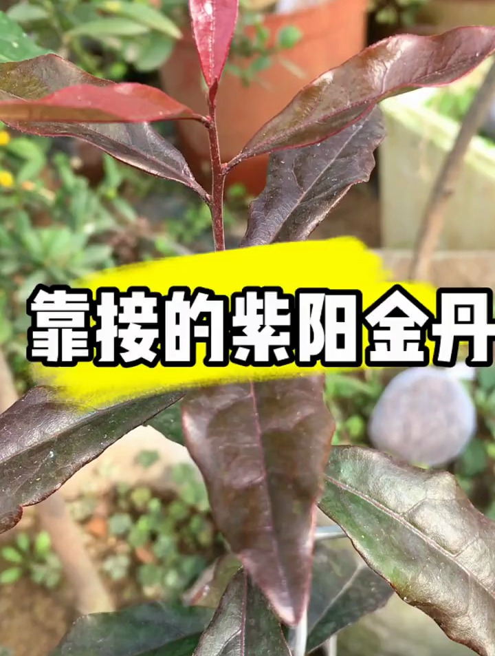 紫阳金丹盆景,靠接的紫阳金丹开始上生长了-度小视