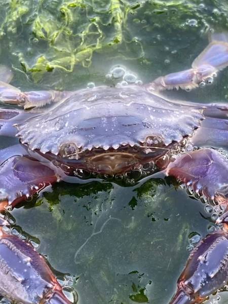 赤甲红 赶海-度小视