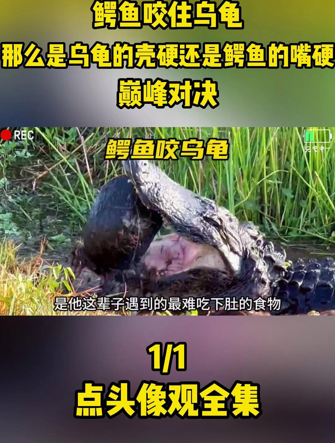 鳄鱼咬住乌龟,那么是乌龟的壳硬还是鳄鱼的嘴硬,巅峰对决1