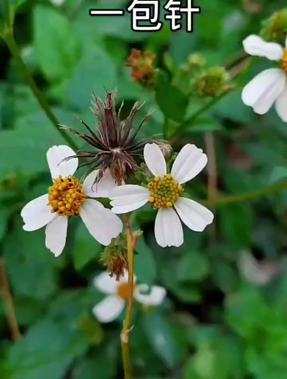 一包针 叉叉草
