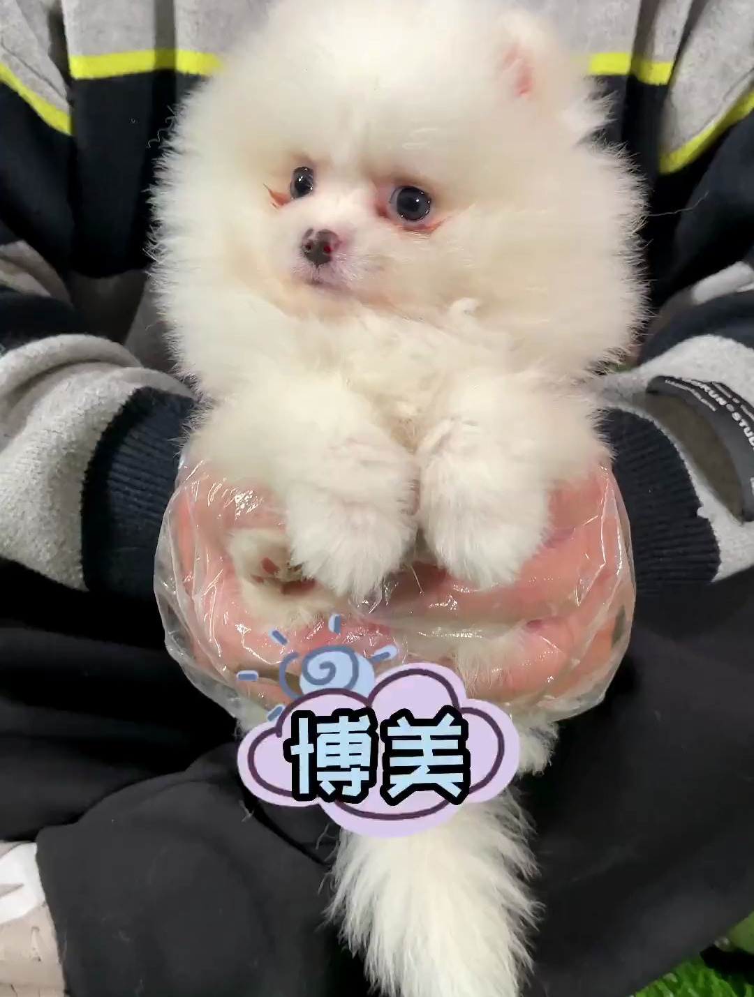 你相信黄博美长大会比白博美好看吗