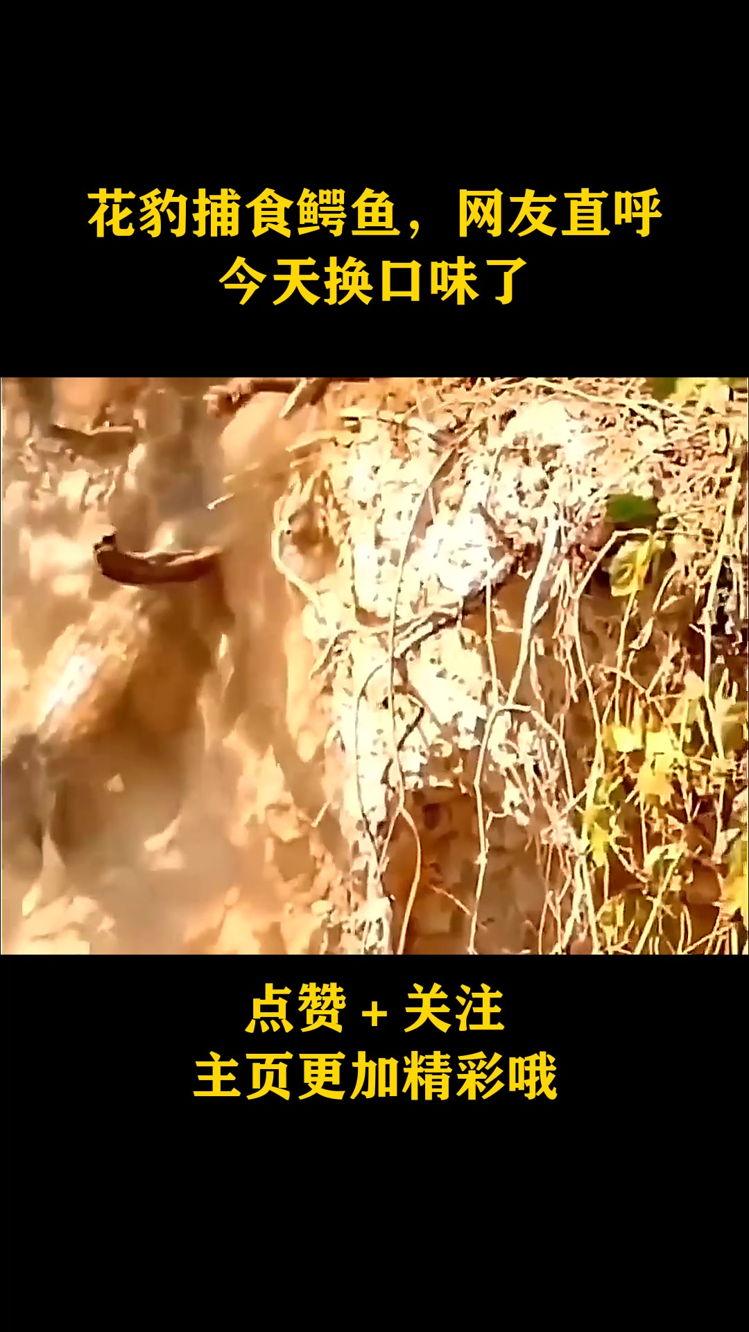 花豹捕食鳄鱼,网友直呼今天换口味了