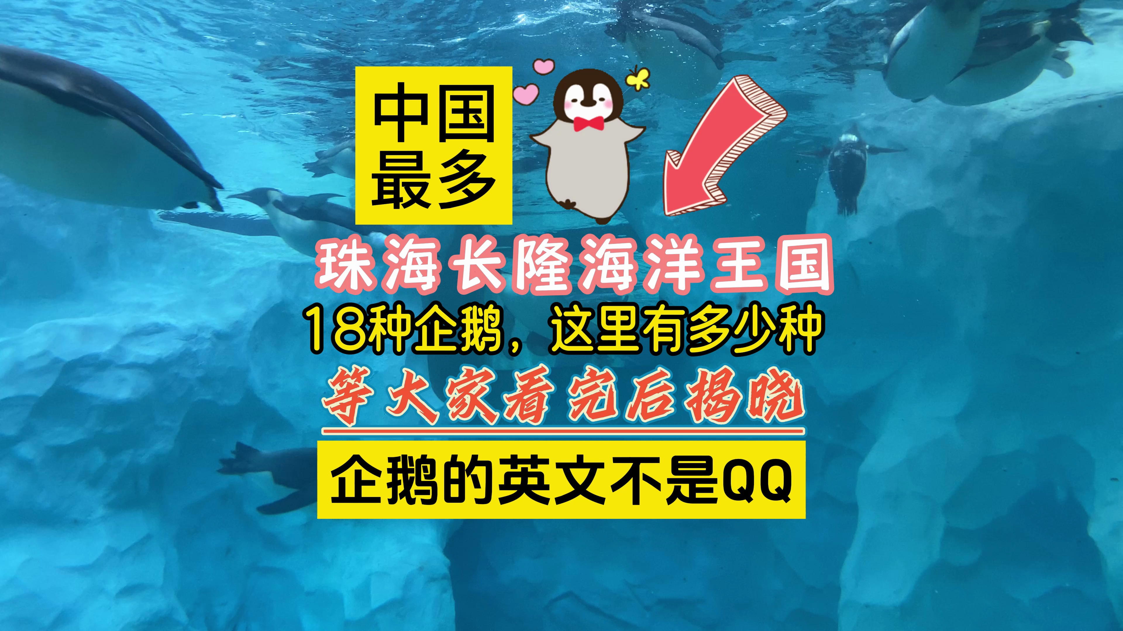 全中国最多企鹅的地方,你知道在那里吗,就是珠海长隆海洋王国了