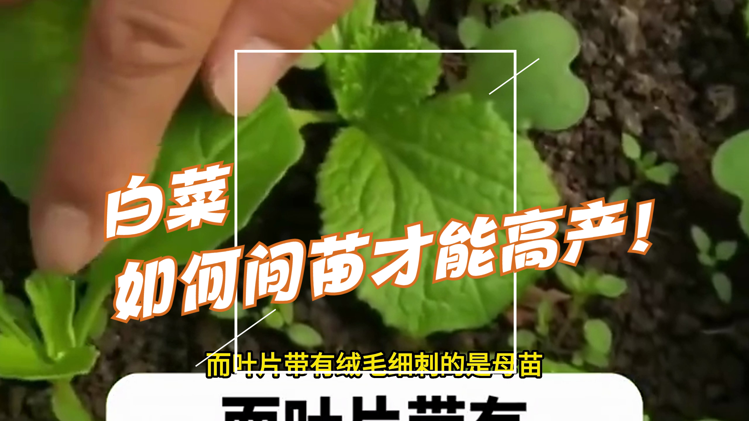 白菜,如何间苗才能高产!