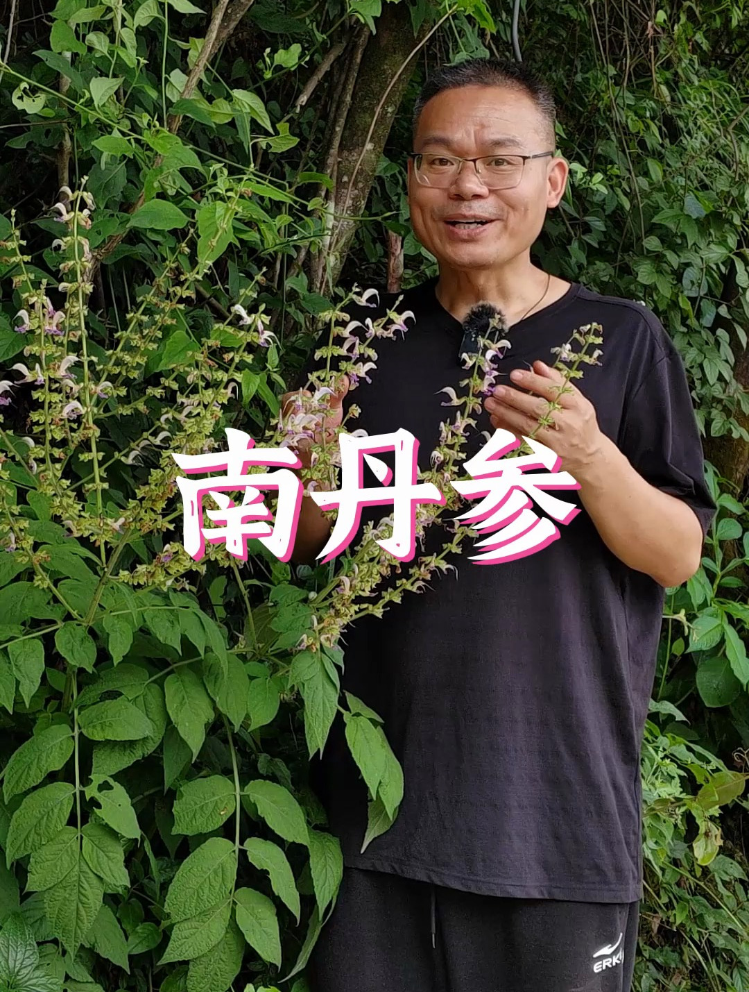 发现好多南丹参,和丹参长得很相似,那怎么区别呢?