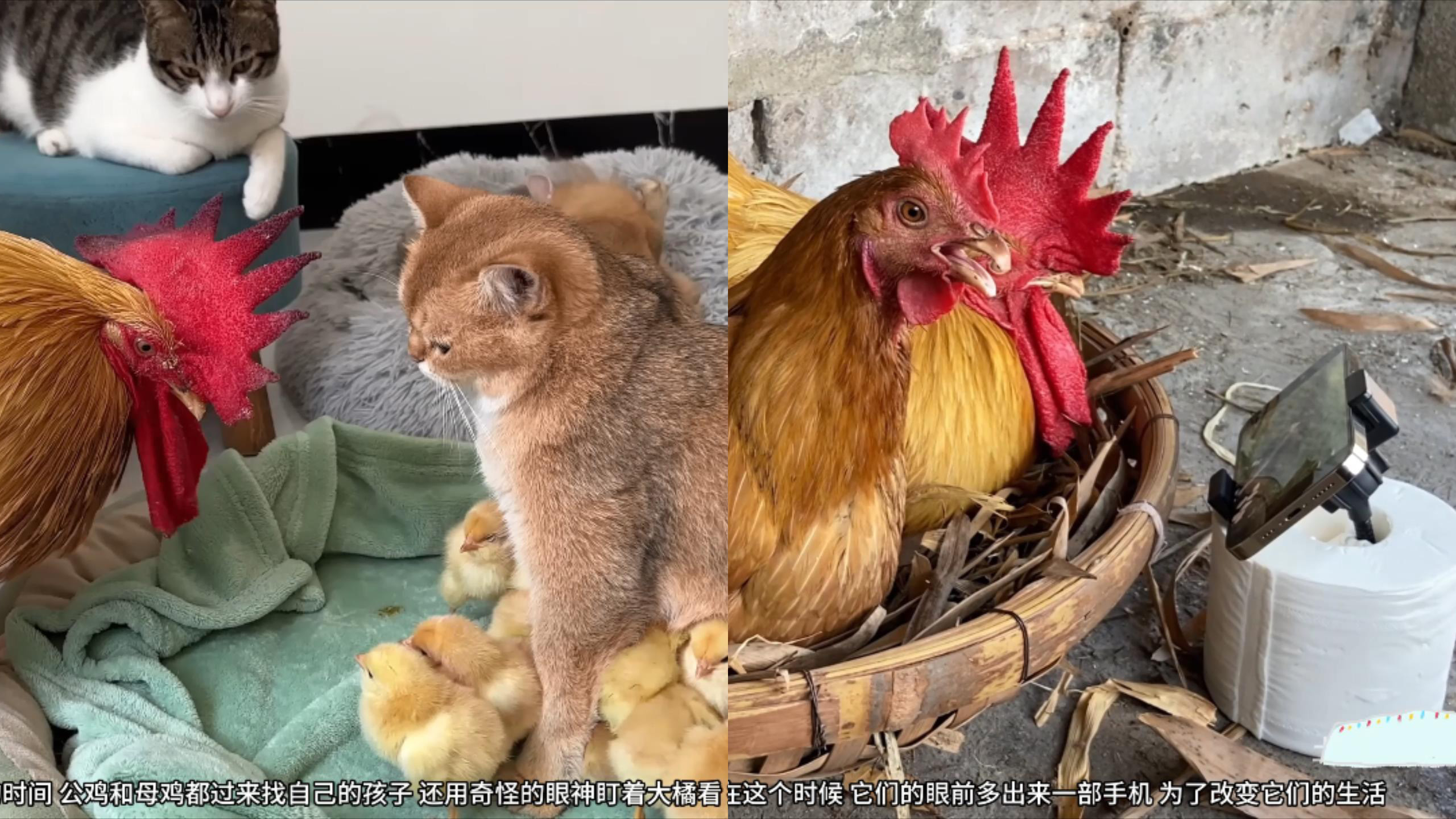 猫窝里都是小鸡,母鸡和公鸡找上门,与鸡的日常生活习惯