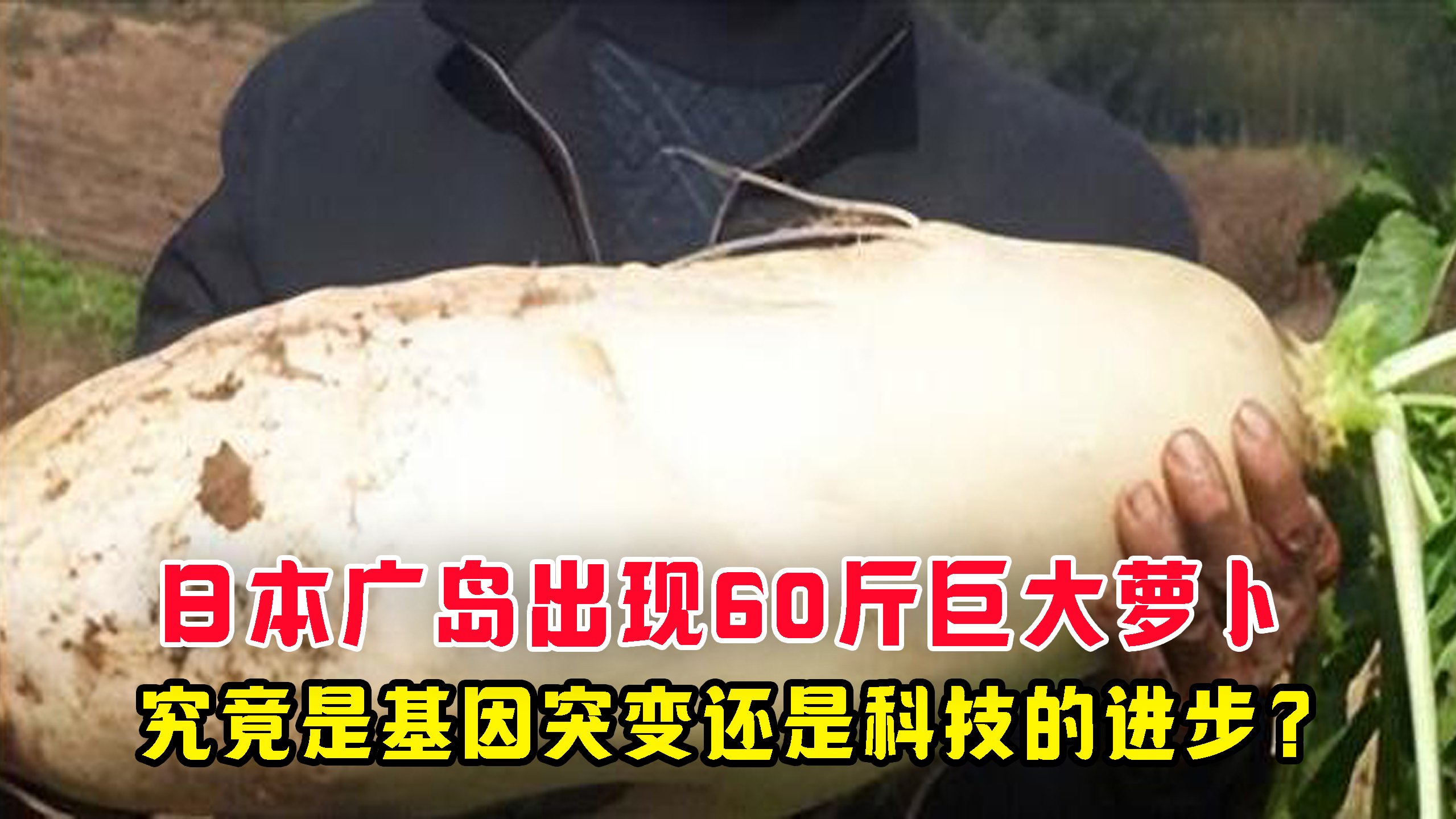 日本广岛出现60斤巨大萝卜,究竟是基因突变还是科技的进步?