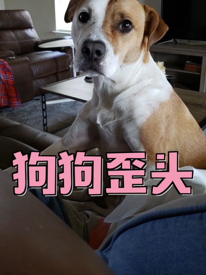 狗狗歪头是什么意思?