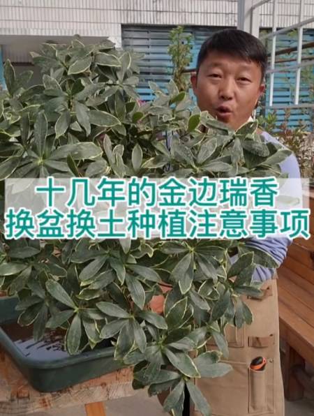 十几年的金边瑞香换盆换土方法及注意事项!-度小视