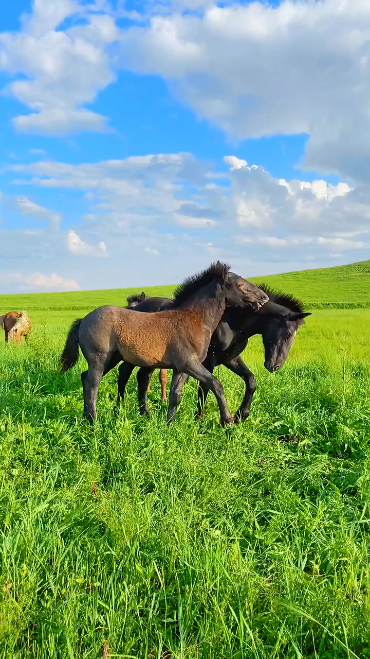 小马撒欢草原,快乐如此简单