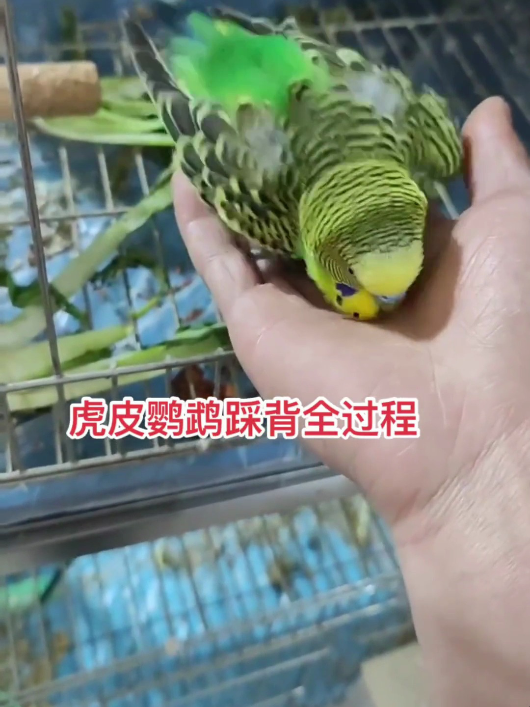 虎皮鹦鹉踩背全过程,就是有点快哈哈
