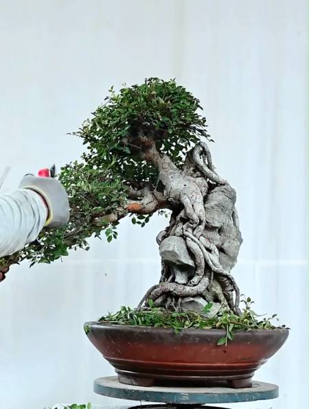 修剪一棵参赛榔榆,你们说剪完之后能拿奖吗?-度小视