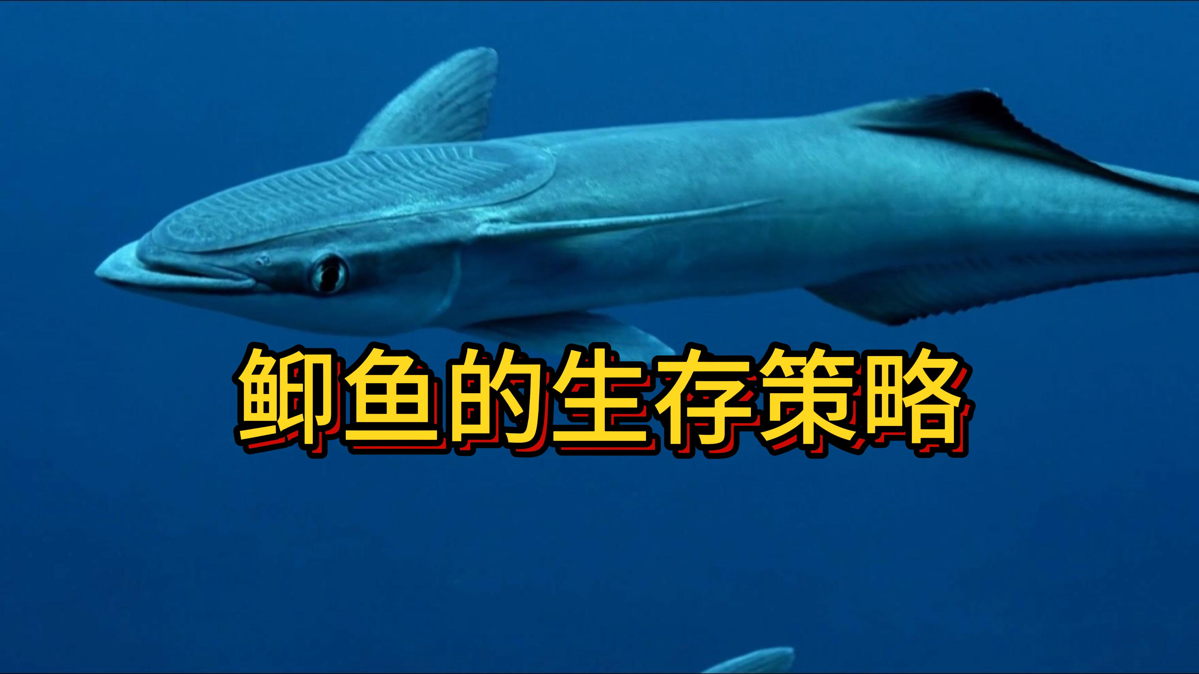 䲟鱼独特的生存策略,在鲨鱼身上安家