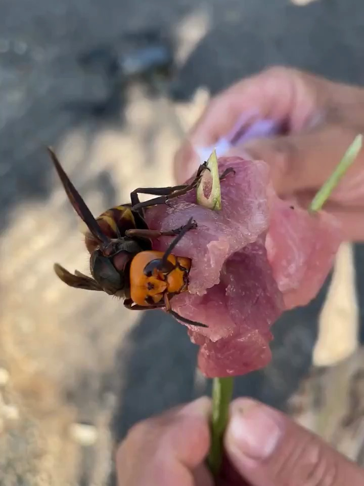 大头蜂简介图片