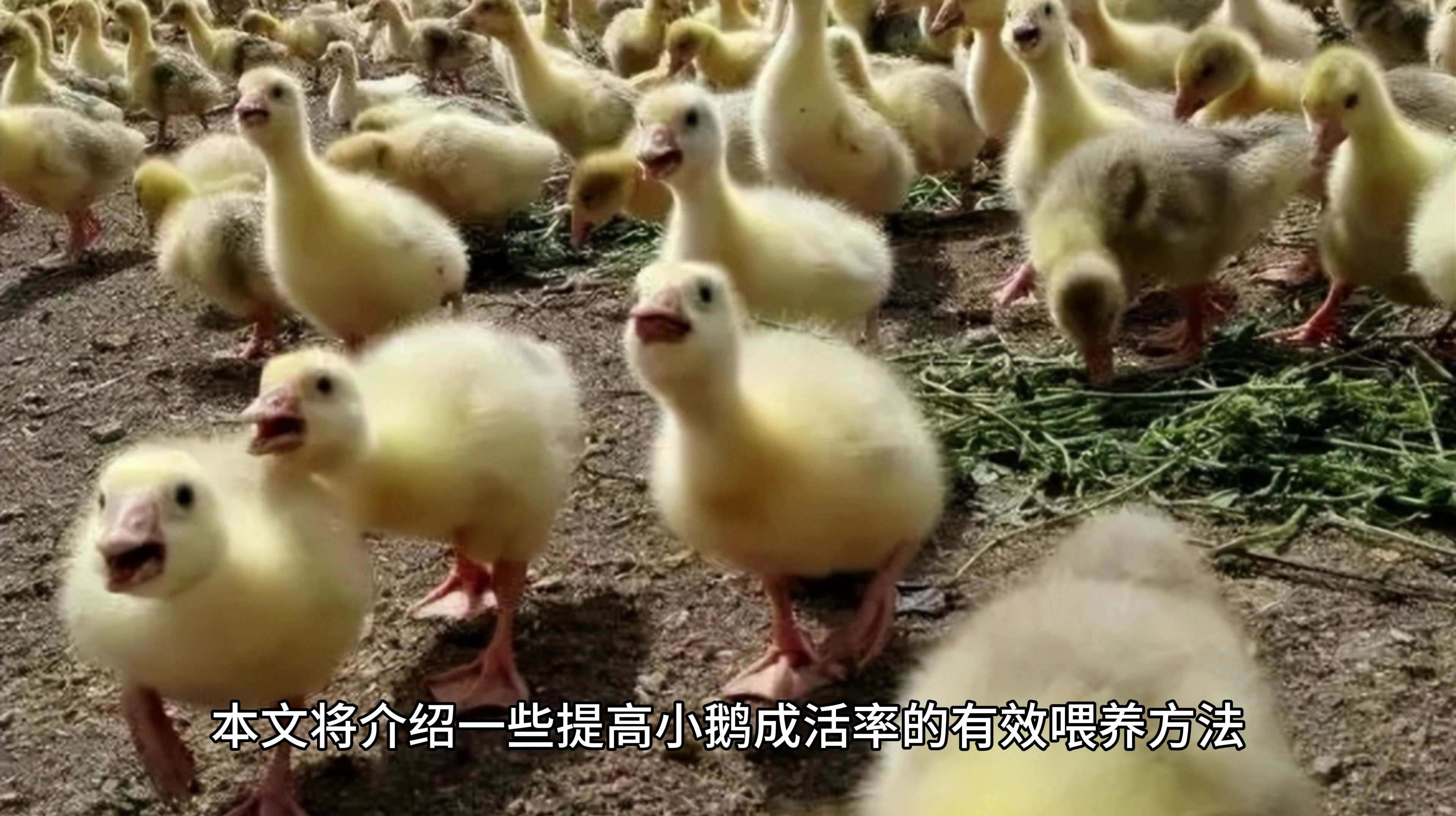 小鹅怎样喂养成活率高