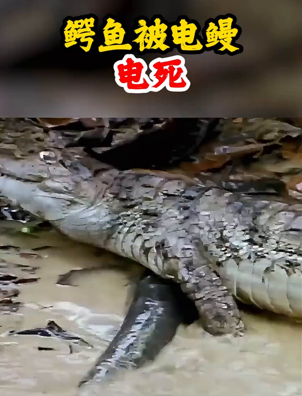 电鳗水中高压电!一放电高达860伏!