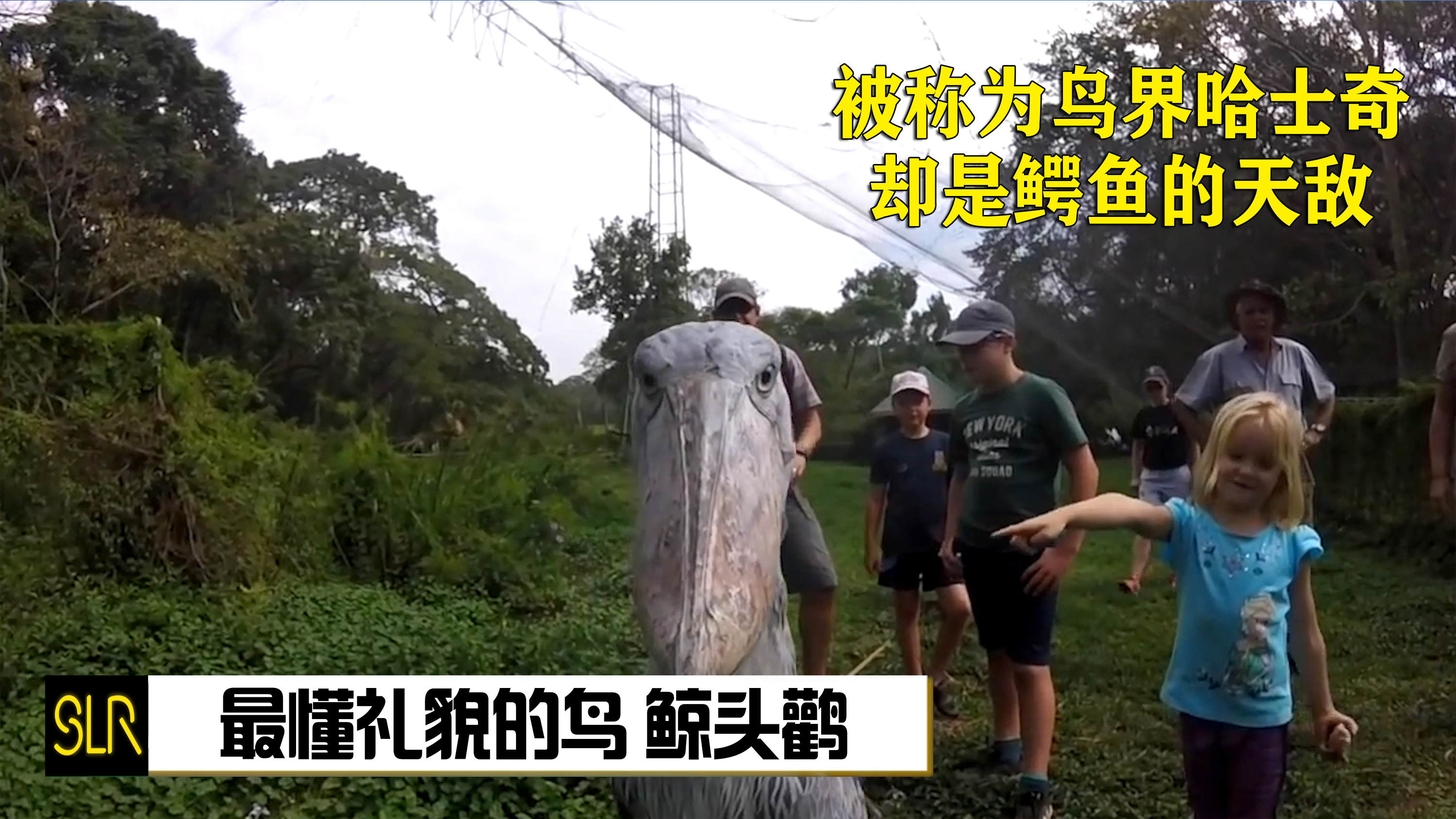 最懂礼貌的鸟,却是鳄鱼的天敌,喜欢拔毛送人的鲸头鹳