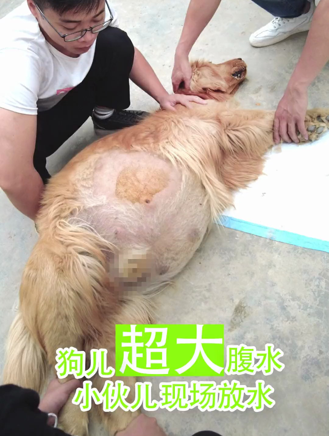 狗儿超大腹水 小伙儿现场放水