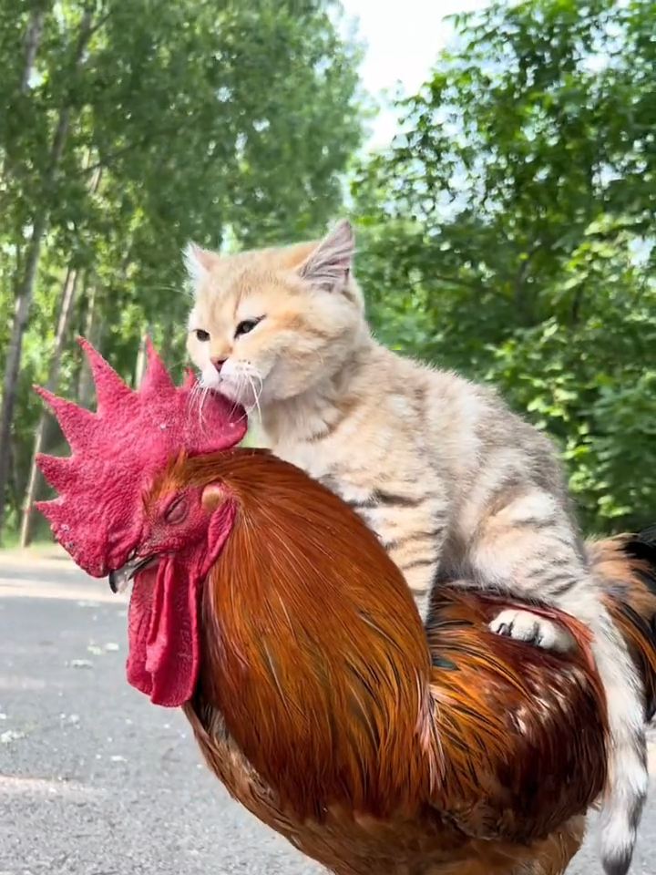 公鸡跟猫咪的幸福生活