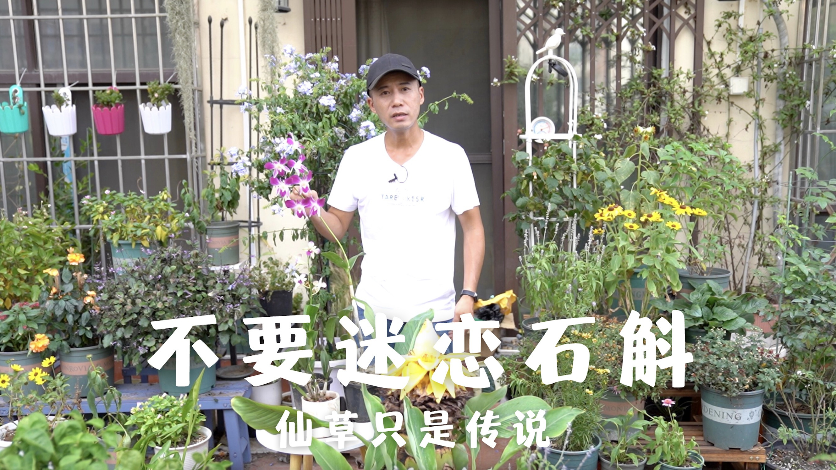 不要迷恋石斛,仙草只是传说,功效压根没有那么神奇