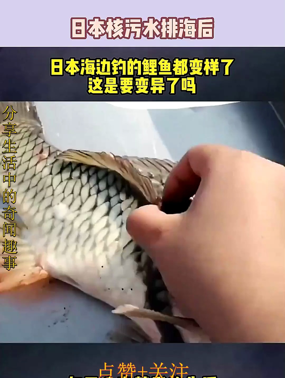 日本核污水排海后日本海边钓的鲤鱼都变样了这是要变异了吗