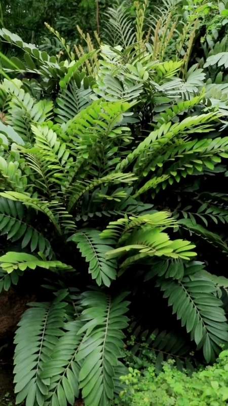 喜欢你就点个关注吧鳞枇泽米铁-度小视