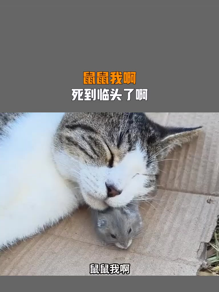鼠鼠我啊,死到临头了啊