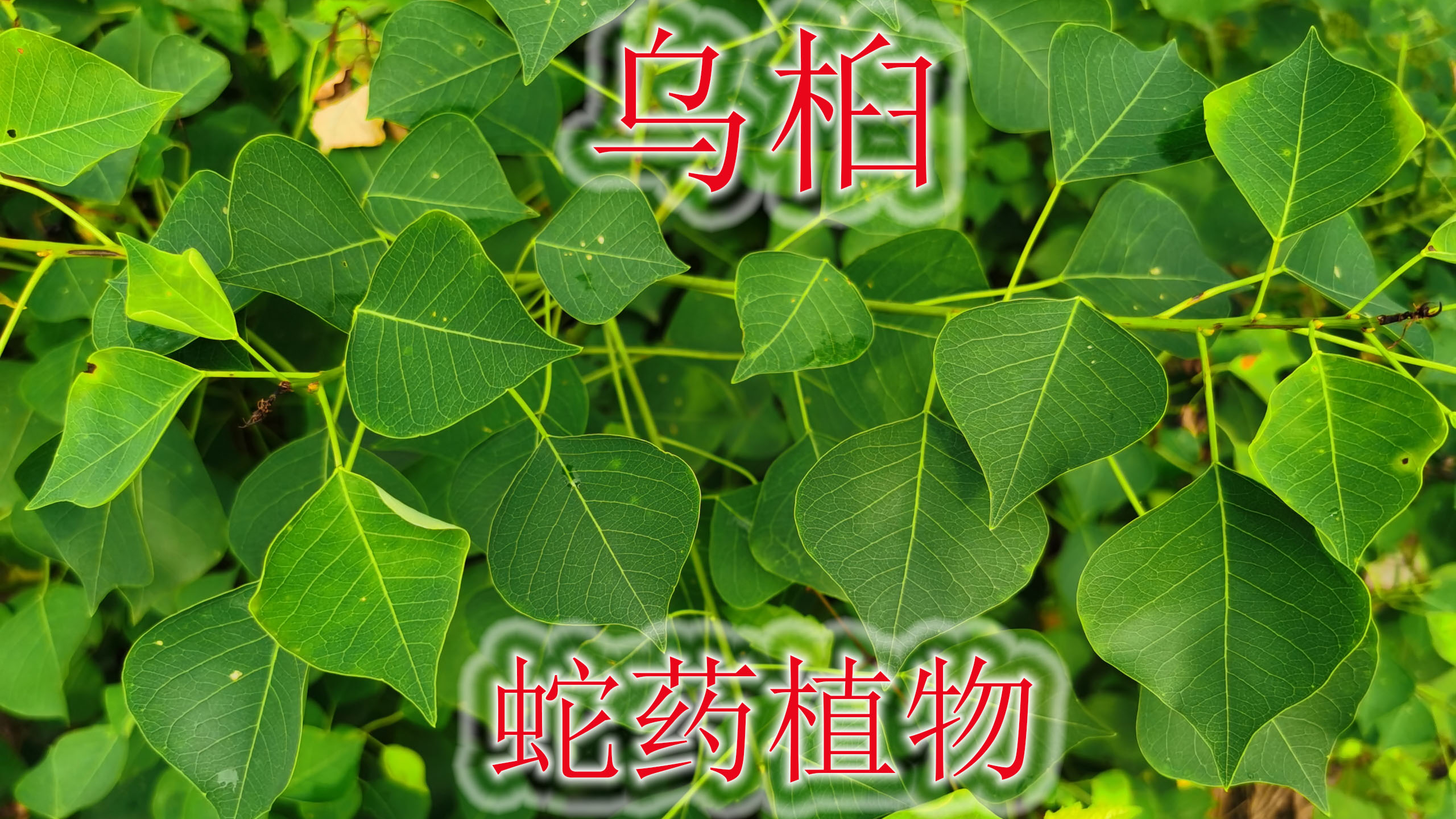 常见蛇药植物“乌桕”,观赏与药用价值高,有毒谨慎不要误食!
