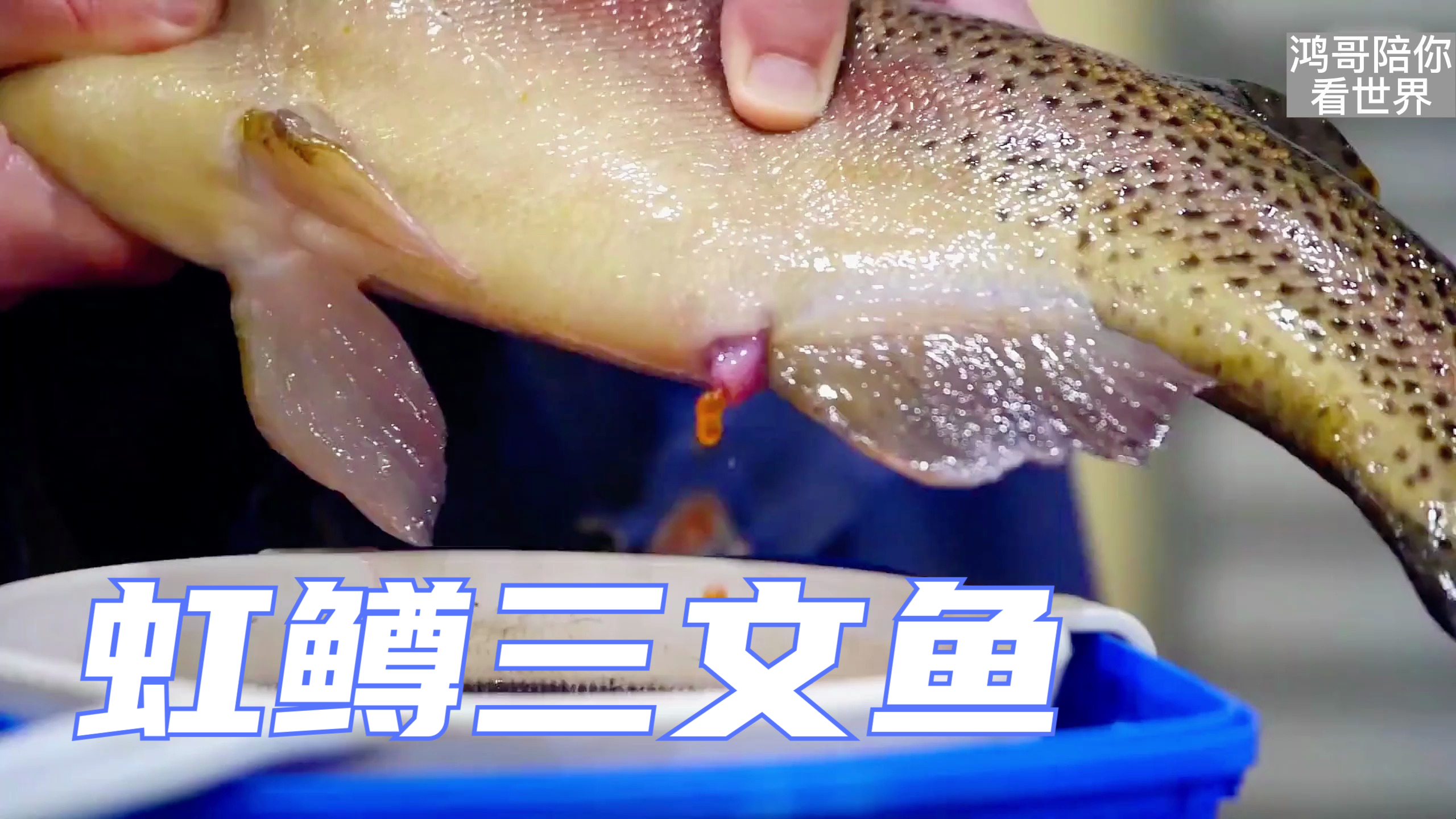 虹鳟三文鱼是如何养殖的?从幼苗到你的餐桌,它都经历了什么