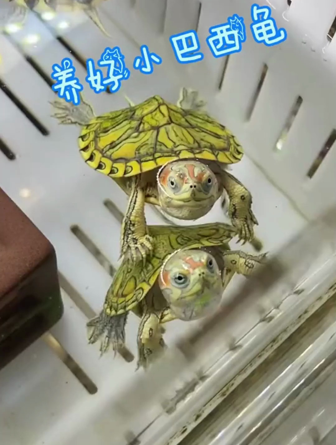 如何养好小巴西龟呢?分享养龟经验,喜欢的欢迎来评论区留言哦!