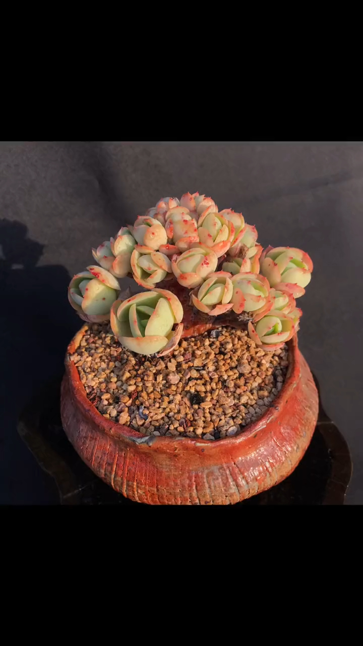 精品多肉 碧桃缀化