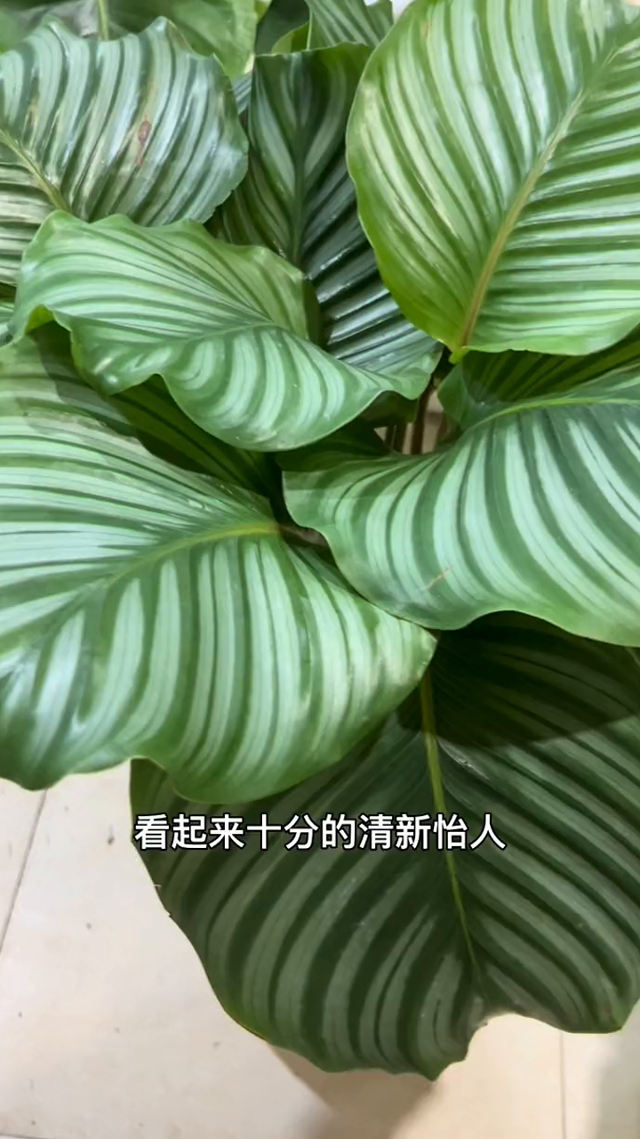 网红观叶绿植青苹果竹芋,叶片斑纹清晰可见,叶子巨大