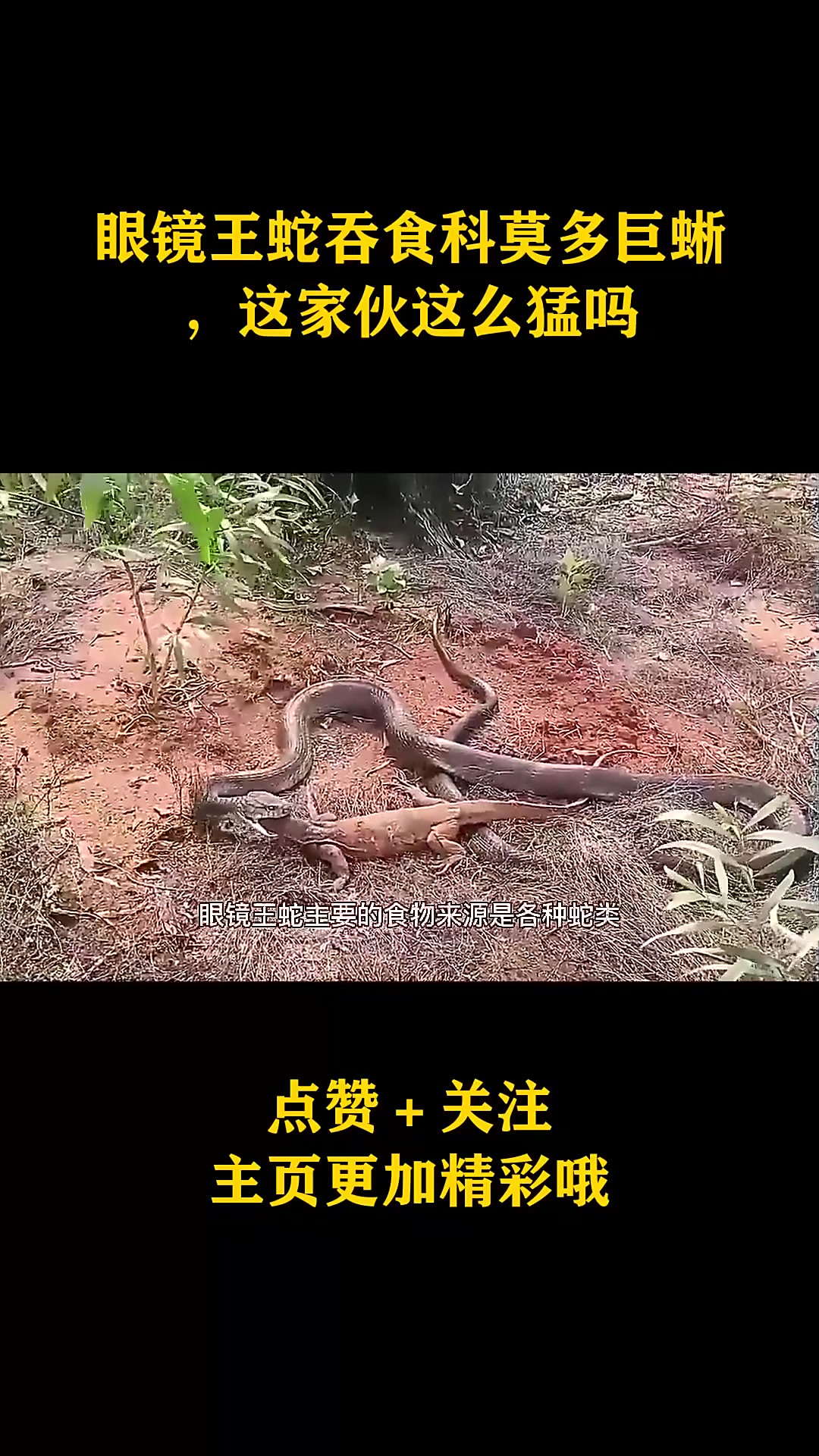 眼镜王蛇吞食科莫多巨蜥,这家伙这么猛吗-度小视