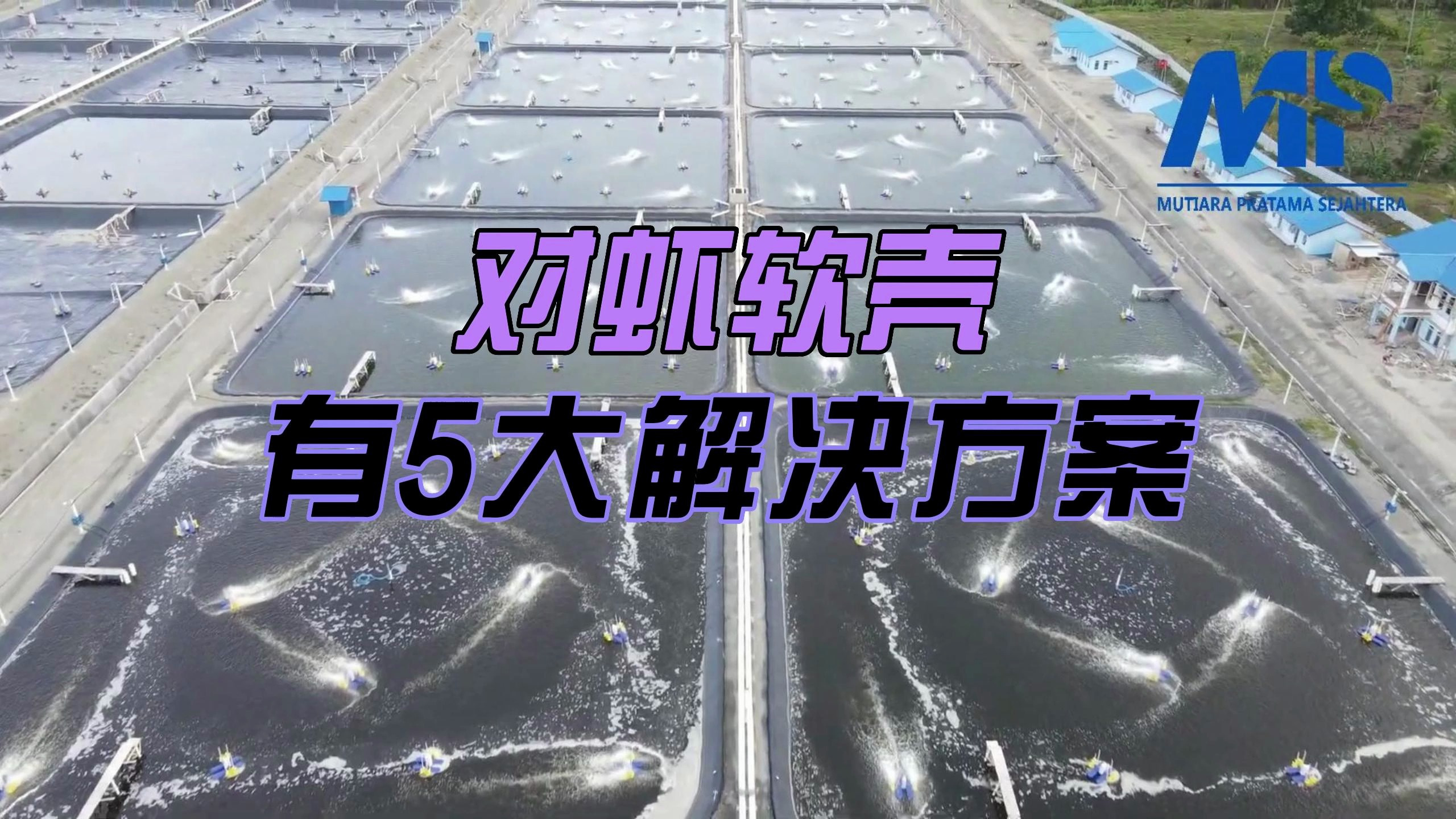 对虾养殖中,软壳虾危害大,这5大解决方案请收好!