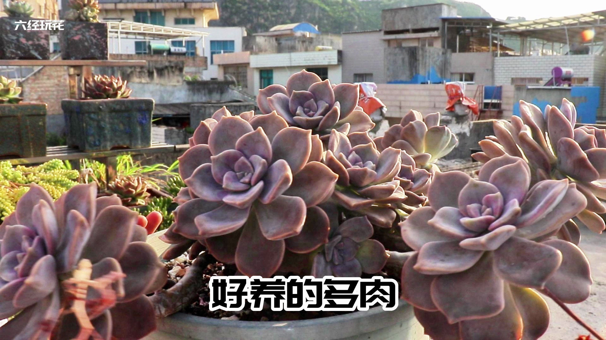 公认几种好养的多肉,新手也能轻松养好,方法很简单