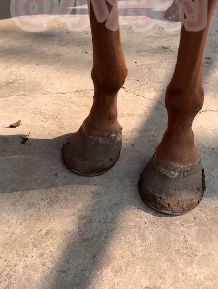 这马蹄,修前是扇贝,修完也是个蛤蜊,头一次见这样的蹄子