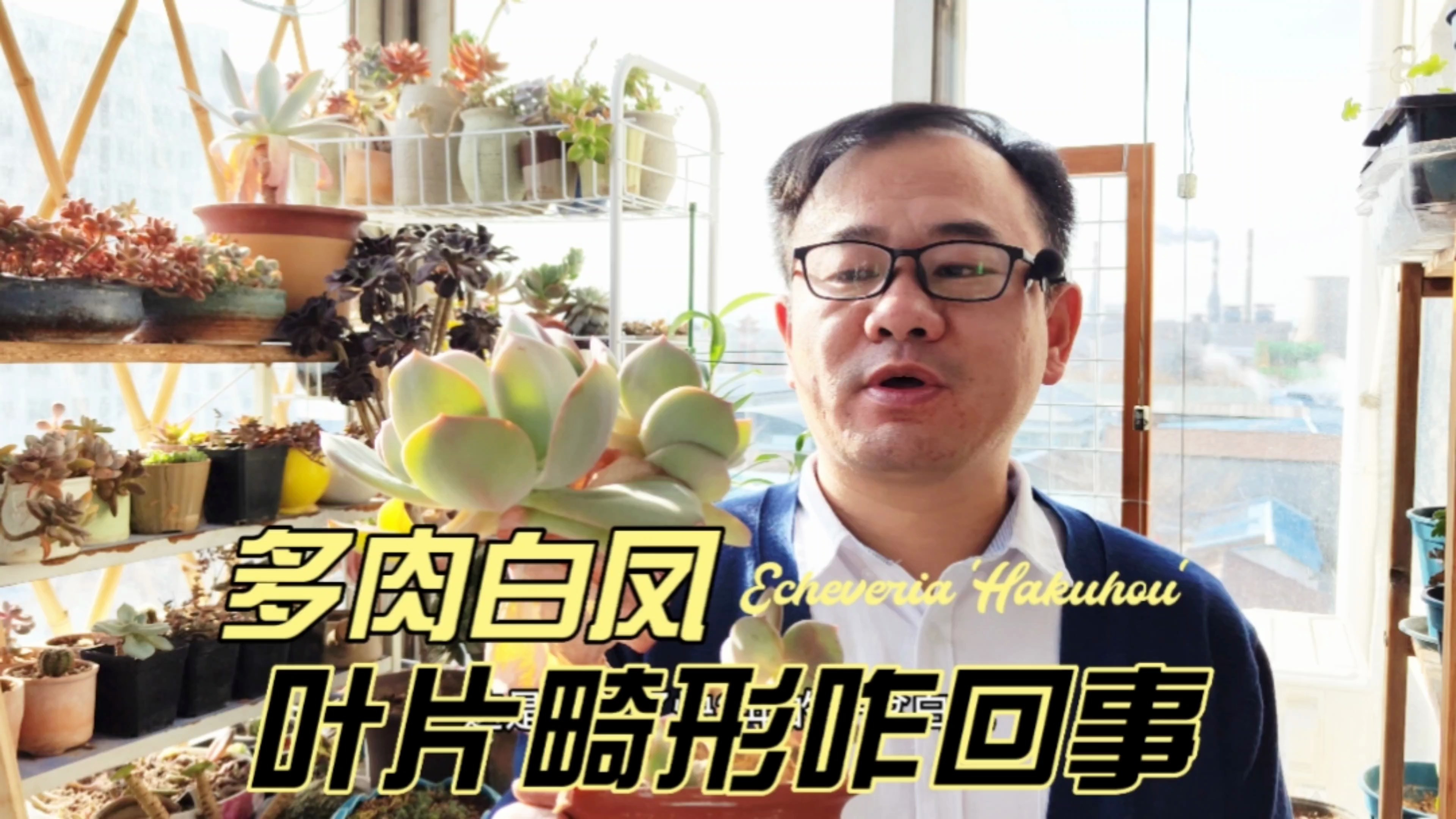 多肉植物白凤,叶片总是变畸形,怎么回事?