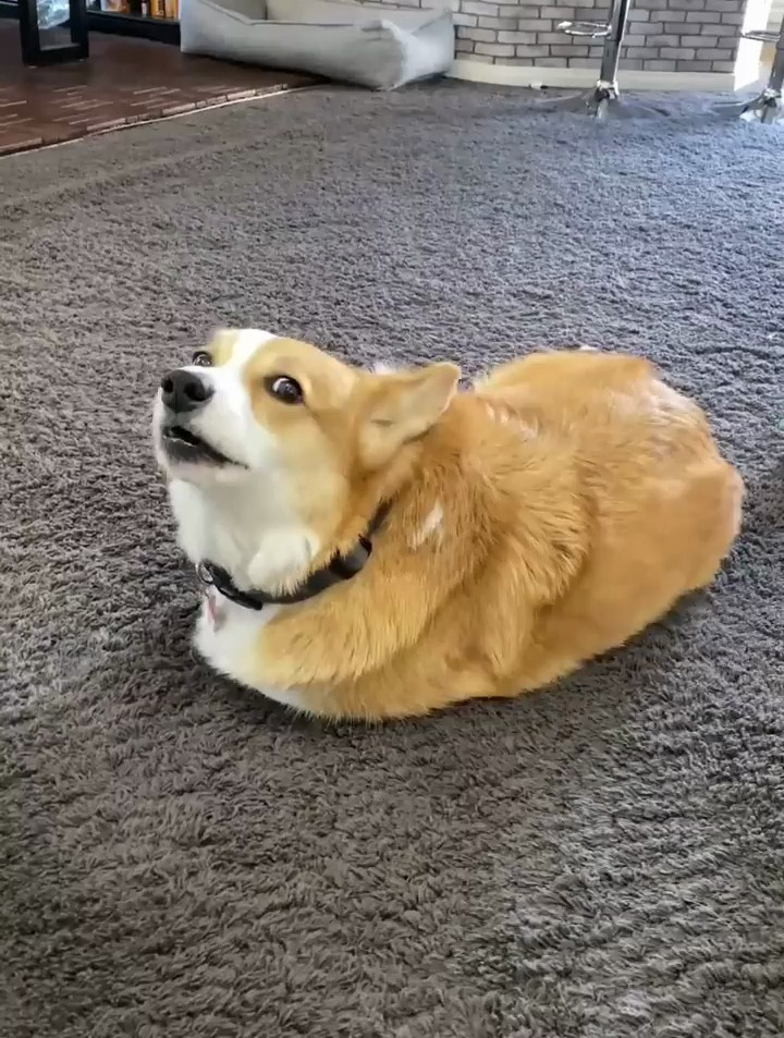 会说话的柯基犬,与主人对话自如,我见过最聪明的狗狗了,搞笑